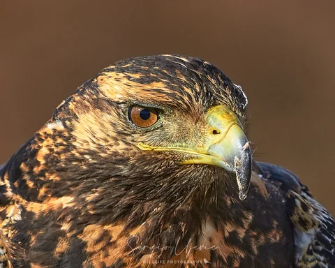aguila 7020