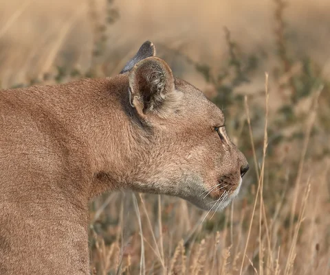 puma 7835